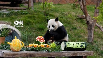 thumbnail video panda ultah di china