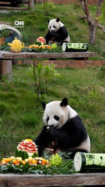 thumbnail video panda ultah di china