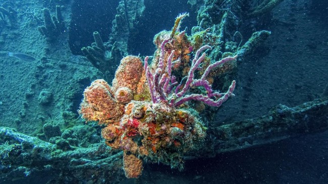 Corals grow on the World War II shipwreck of German SS Antilla in the southern Caribbean Sea, off Malmok Bay in the western coast of Aruba, on October 22, 2026. (Photo by Joseph Prezioso / AFP)