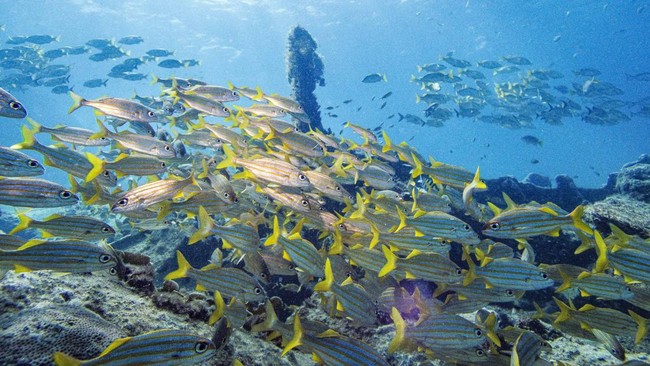 A school of grunt fish swim over the World War II shipwreck of SS Pedernales in the southern Caribbean Sea, off Palm Beach in the western coast of Aruba, on October 22, 2026. (Photo by Joseph Prezioso / AFP)