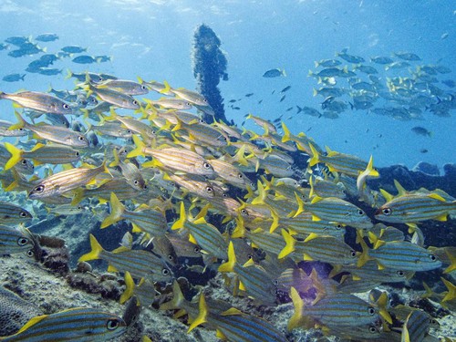 A school of grunt fish swim over the World War II shipwreck of SS Pedernales in the southern Caribbean Sea, off Palm Beach in the western coast of Aruba, on October 22, 2026. (Photo by Joseph Prezioso / AFP)