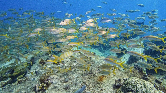 A school of grunt fish swim over the World War II shipwreck of SS Pedernales in the southern Caribbean Sea, off Palm Beach in the western coast of Aruba, on October 22, 2026. (Photo by Joseph Prezioso / AFP)