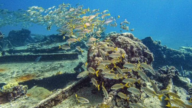 A school of grunt fish swim over the World War II shipwreck of SS Pedernales in the southern Caribbean Sea, off Palm Beach in the western coast of Aruba, on October 22, 2026. (Photo by Joseph Prezioso / AFP)