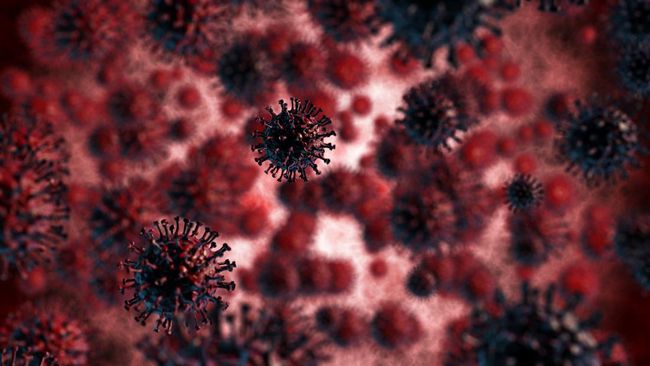 Prancis melaporkan kasus pertama virus Shamonda pada manusia pada Kamis (22/10). Penularan diduga dari agas. Seorang pasien meninggal dunia.