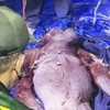 Petugas menyelamatkan induk dan anak orang utan dari karhutla di Kalteng.