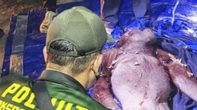 Petugas menyelamatkan induk dan anak orang utan dari karhutla di Kalteng.
