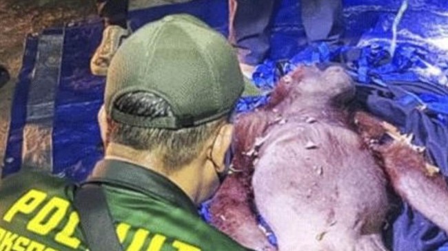 Petugas menyelamatkan induk dan anak orang utan dari karhutla di Kalteng.  