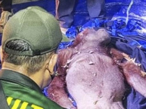 Petugas menyelamatkan induk dan anak orang utan dari karhutla di Kalteng.