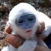 Petani selamatkan bayi surili dari kebakaran di Gunung Ciremai. Ia berhasil mengembalikannya ke induknya setelah pencarian yang penuh tantangan.