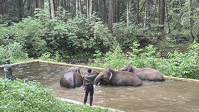 Menjaga Napas Terakhir Raksasa Rimba, Cerita Aek Nauli Merawat Gajah