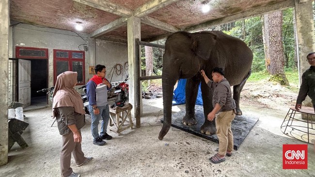 Petugas melakukan penimbangan gajah di ANECC. Penimbangan rutin setiap bulan dilakukan untuk memantau perkembangan berat badan