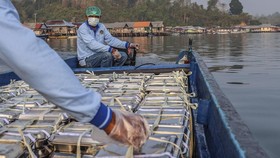 Petugas Satuan Pelayanan Pemenuhan Gizi (SPPG) membawa paket Makan Bergizi Gratis (MBG) mengunakan armada perahu untuk didistribusikan ke tiga desa terluar saat melintasi perairan Desa Bajo Kecamatan Botang Lomang, Kabupaten Halmahera Selatan, Maluku