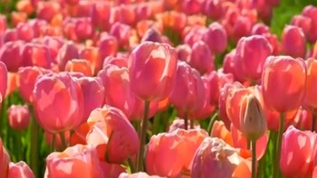 Warna-warni Jutaan Tulip Bermekaran di Argentina Tarik Wisatawan