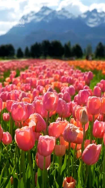 Warna-warni Jutaan Tulip Bermekaran di Argentina Tarik Wisatawan
