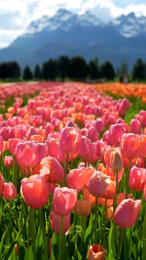Warna-warni Jutaan Tulip Bermekaran di Argentina Tarik Wisatawan