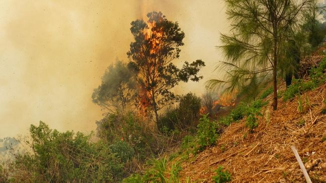 Malaysia Bantah Perusahaan Sawitnya Terlibat Karhutla RI, Soal Kompensasi jadi Sorotan
