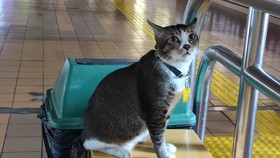 Seekor kucing di Stasion Gondangdia, Jakarta viral di media sosial.
