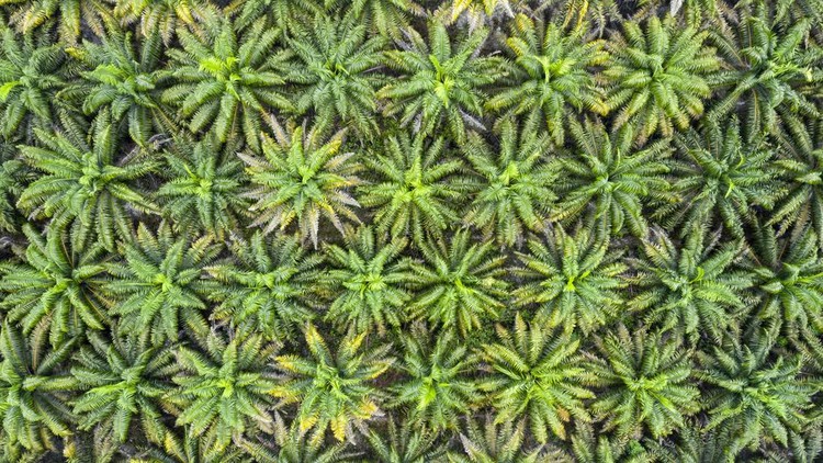 Aerial view and directly from above of some palm oil plantations in the province of Kalimantan &lpar;Borneo&rpar;&period; Palm trees are used to produce cheap oil that is used unfortunately worldwide and rainforests are being destroyed to replace natural habitats with this commodity&period;