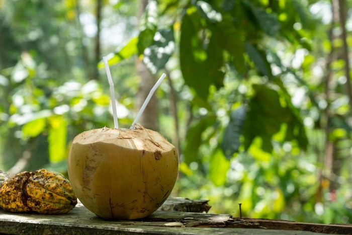 Minuman manis alami untuk diet tanpa stevia adalah air kelapa. Air kelapa merupakan minuman alami dengan rasa yang manis dan menyegarkan. Minuman ini pun dikenal sehat karena mengandung banyak vitamin, mineral, dan elektronik untuk menghidrasi tubuh.