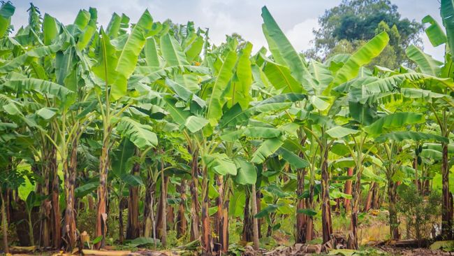 10 Pohon yang Bisa Jadi Sarang Ular, Waspadai di Sekitar Rumah