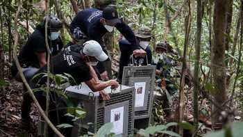 Orangutan Korban Karhutla Dipindah ke Hutan Lindung Batu Nyambu