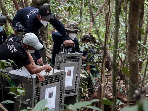 Orangutan Korban Karhutla Dipindah ke Hutan Lindung Batu Nyambu