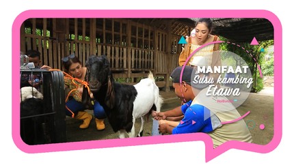 Manfaat & Gizi Susu Kambing Etawa