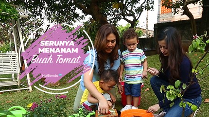 Tips Menyemai Tomat Langsung di Kebun