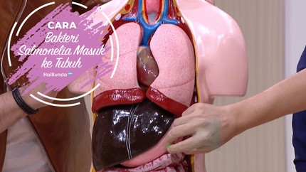 Cara Bakteri Salmonella Masuk ke Tubuh